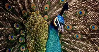 Vibrant male peacock with fanned tail feathers and iridescent blue neck