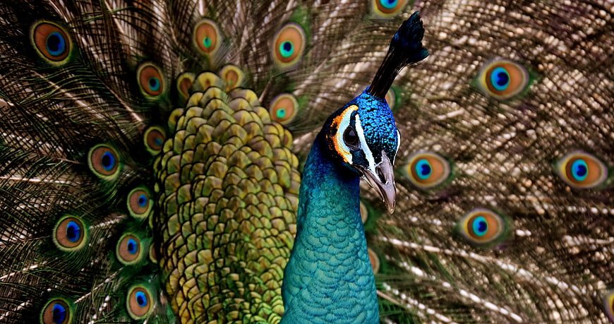 Vibrant male peacock with fanned tail feathers and iridescent blue neck
