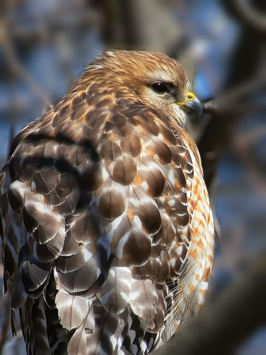 Close-up of a Red-shouldered Hawk Perched on a Branch
