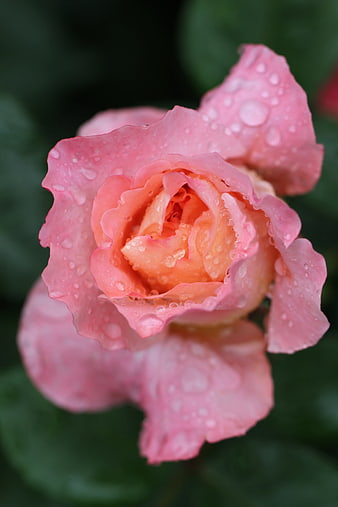 Close-up of pink rose with water droplets on petals