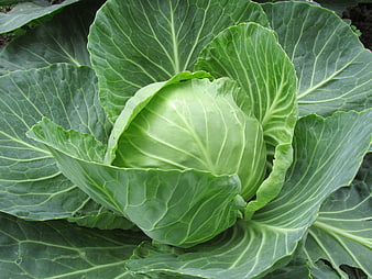 Fresh green cabbage head growing in garden soil
