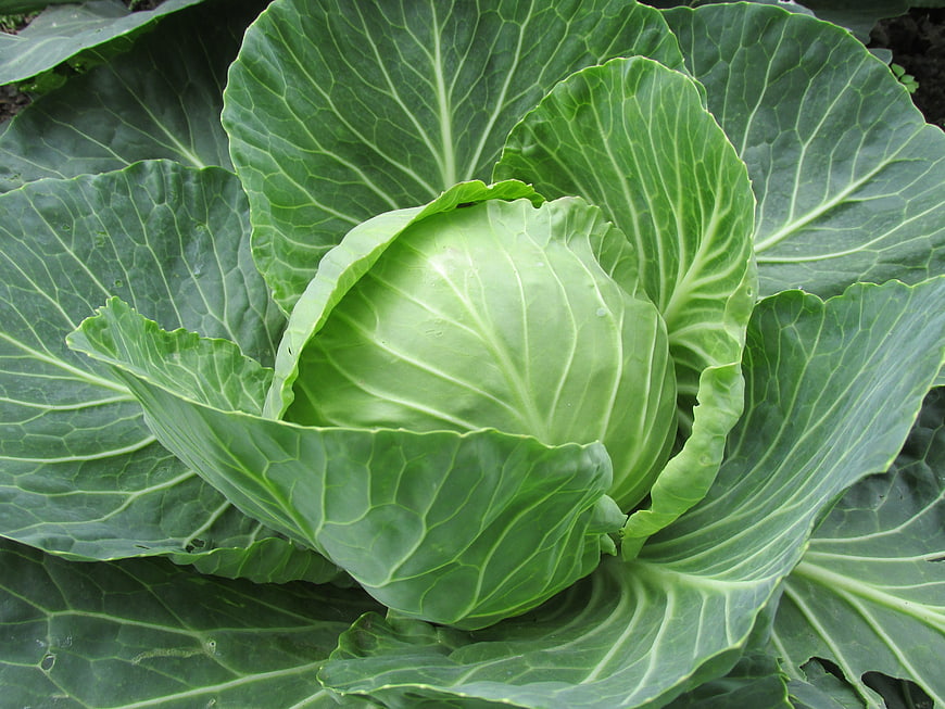 Fresh green cabbage head growing in garden soil