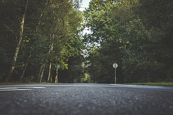 Low angle view of empty asphalt road through green forest