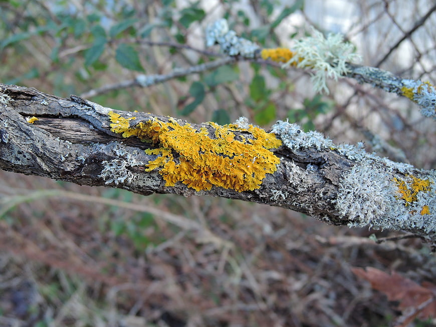 Close-up of vibrant yellow lichen on a textured tree branch