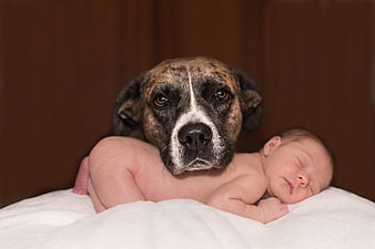 Newborn Baby Sleeping Peacefully With Brindle Dog