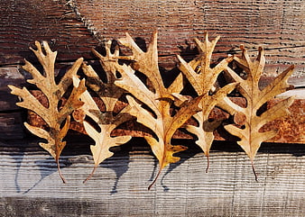 Dried oak leaves on rustic wooden background