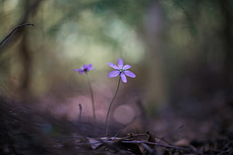 Delicate purple wildflowers blooming in a blurred forest setting