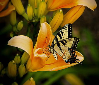 Eastern Tiger Swallowtail Butterfly on Yellow Daylily