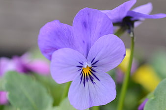 Close-up of a purple pansy flower with yellow center