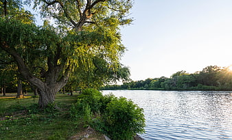Serene Lake Landscape with Large Tree and Sunlight