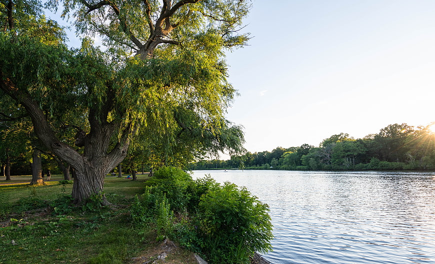 Serene Lake Landscape with Large Tree and Sunlight