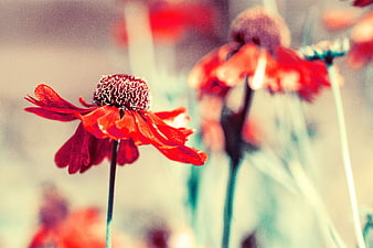 Close-up of vibrant red coneflower with blurred background