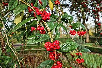 Close-up of vibrant red berries on a green leafy branch