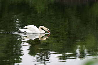 White Swan Swimming in Green Lake with Reflection