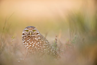 Burrowing Owl Portrait in Golden Grass Field