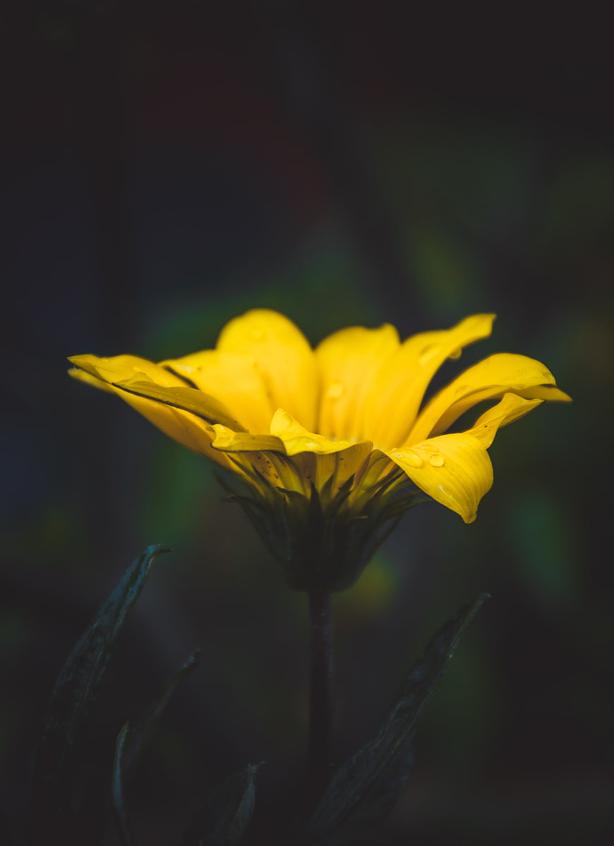 Yellow flower with water droplets on dark background