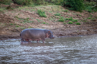 Mother Hippo and Calf Walking in River Water