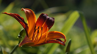 Close-up of vibrant orange daylily flower in sunlight