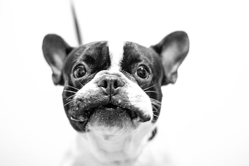 Black and White Close-Up Portrait of a French Bulldog