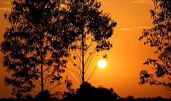 Silhouette of trees against vibrant orange sunset sky