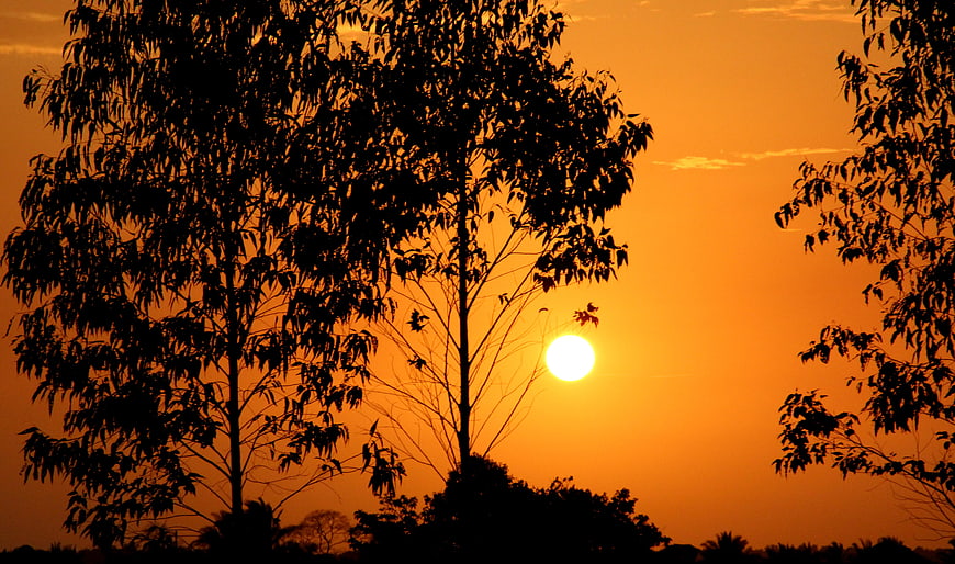 Silhouette of trees against vibrant orange sunset sky