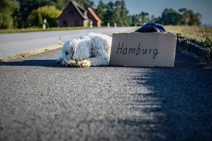 White dog hitchhiking on road with cardboard sign to Hamburg