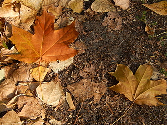 Fallen Autumn Maple Leaves on Forest Floor