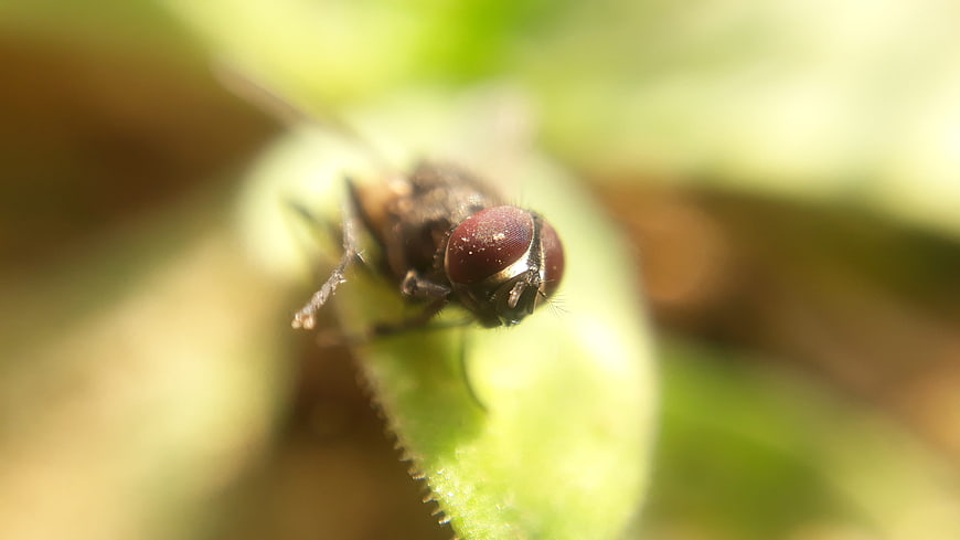 Macro close-up of a fly on a green leaf