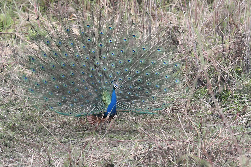 Male Peacock Displaying Tail Feathers in Grassy Field