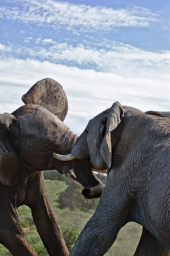 Two African Elephants Sparring In Wild Savanna Landscape