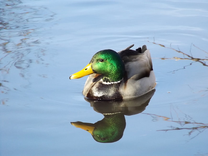 Male Mallard Duck Swimming in Calm Blue Water