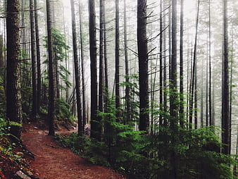Misty forest trail with tall pine trees and foggy atmosphere
