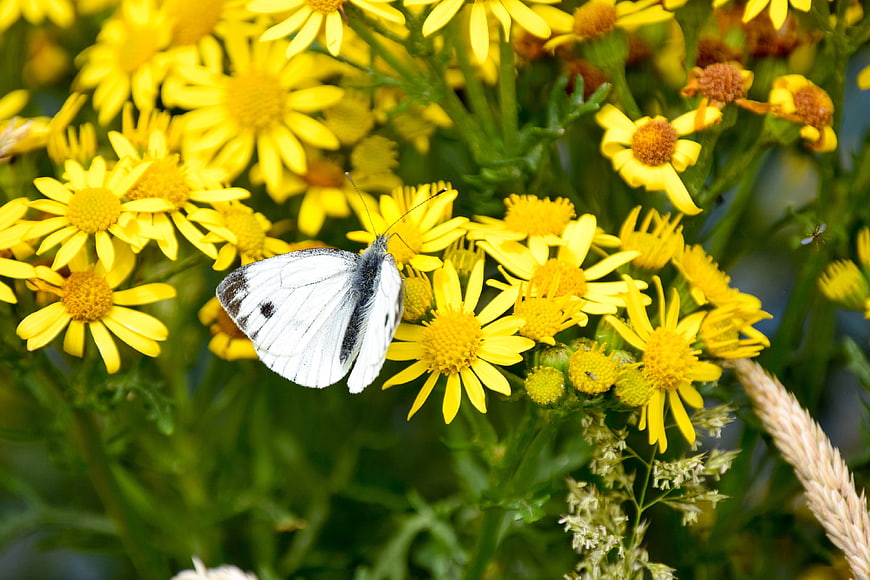White Cabbage Butterfly on Yellow Ragwort Flowers