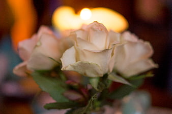 Close-up of white roses with blurred candlelight background