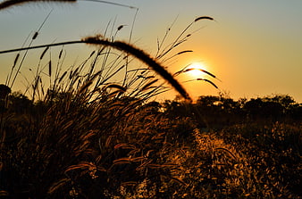 Silhouette of tall grass against golden sunset sky