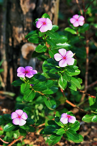 Pink Periwinkle Flowers in a Garden