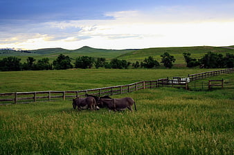 Donkeys grazing in a green meadow with rolling hills