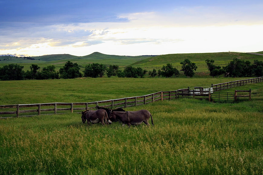 Donkeys grazing in a green meadow with rolling hills