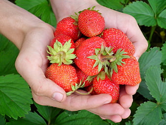Hands holding fresh red strawberries in a garden