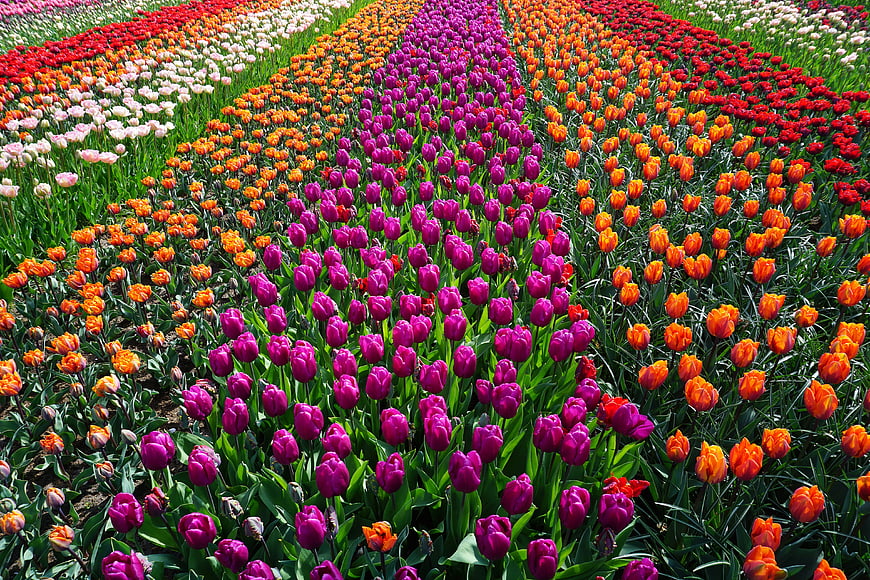 Vibrant Rows of Colorful Tulips in a Spring Flower Field
