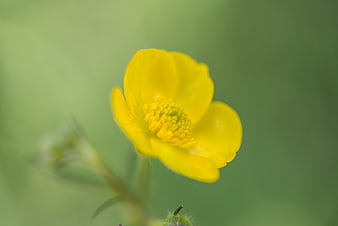 Close-up of a yellow buttercup flower on green background