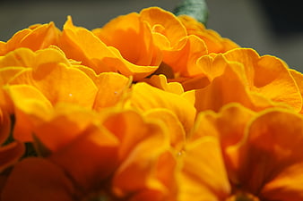 Close-up of vibrant orange marigold petals in sunlight