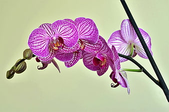 Vibrant purple and white striped orchid flowers on a stem