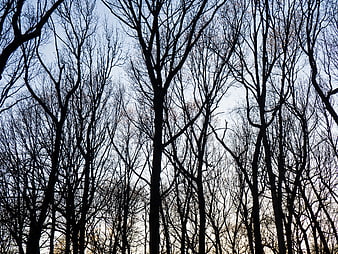 Silhouetted Bare Trees Against Blue Sky