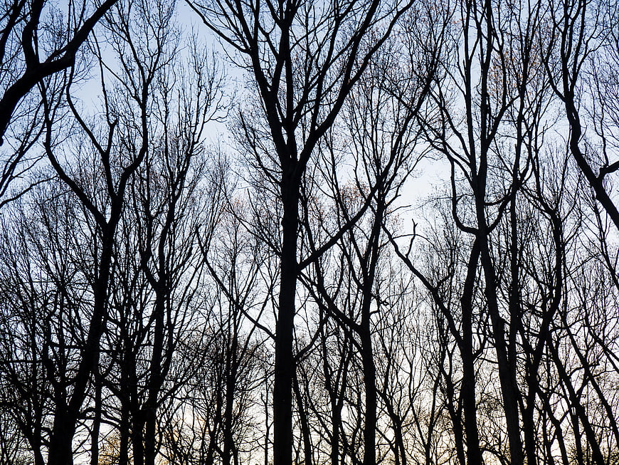 Silhouetted Bare Trees Against Blue Sky