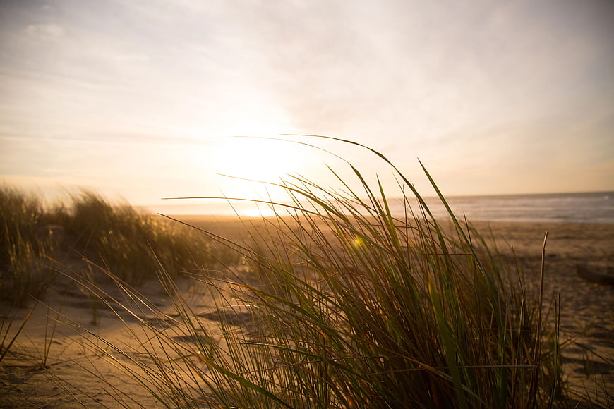 Beach Dune Grass at Sunset with Ocean Background
