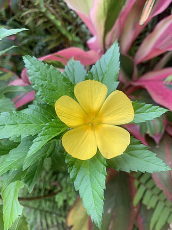 Yellow Flower with Green Leaves and Pink Background