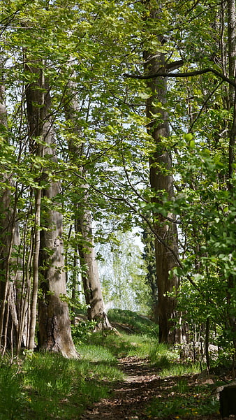 Sunlit Forest Path with Green Trees and Grass