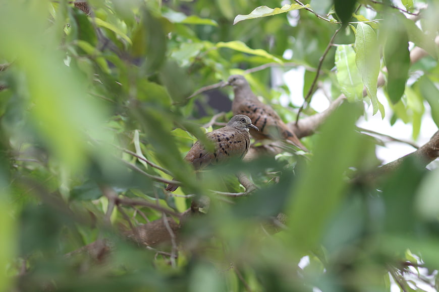 Two Spotted Doves Perched in Green Tree Branches