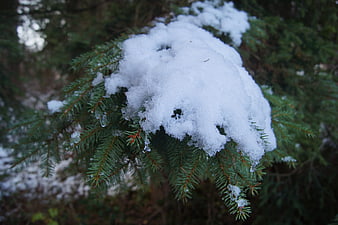 Snow-covered fir tree branch in winter forest